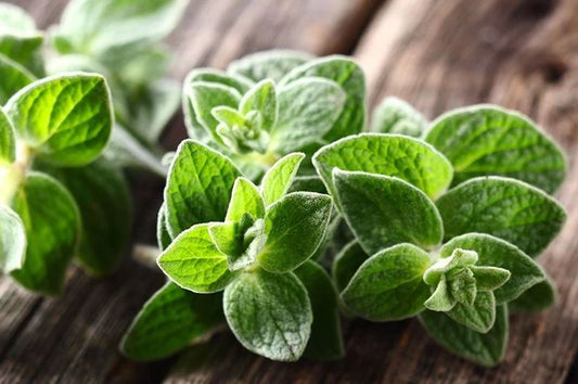 Anti-Cancer Oregano